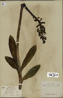 spécimen de Orchis purpurea