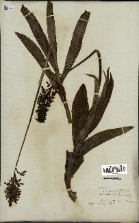 spécimen de Orchis purpurea