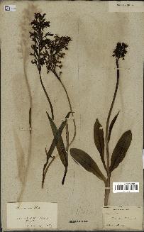 spécimen de Orchis purpurea