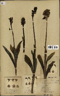 spécimen de Orchis purpurea