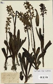 spécimen de Orchis mascula