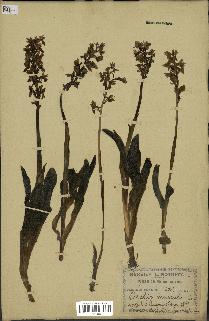 spécimen de Orchis mascula