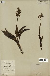 spécimen de Orchis mascula