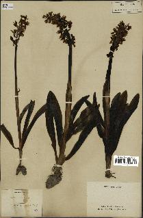 spécimen de Orchis mascula