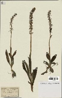 spécimen de Orchis anthropophora