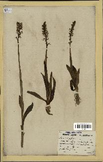 spécimen de Orchis anthropophora