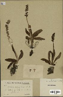 spécimen de Orchis anthropophora