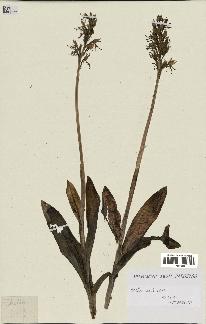 spécimen de Orchis simia