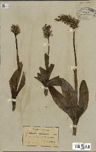 spécimen de Orchis simia