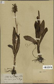 spécimen de Orchis simia