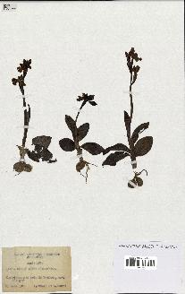 spécimen de Ophrys lutea