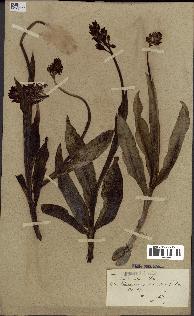 spécimen de Orchis purpurea