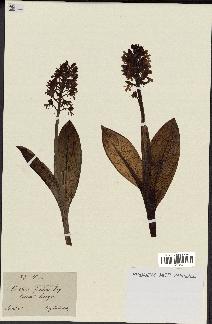 spécimen de Orchis purpurea