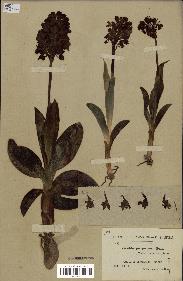 spécimen de Orchis purpurea