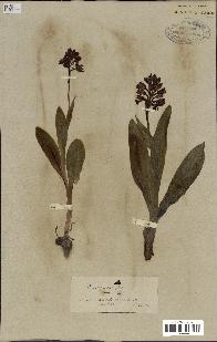 spécimen de Orchis purpurea