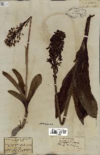 spécimen de Orchis purpurea