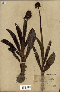 spécimen de Orchis purpurea