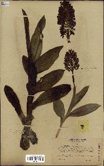 spécimen de Orchis purpurea