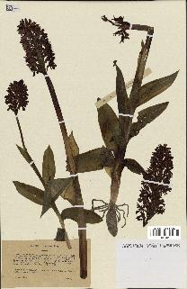 spécimen de Orchis purpurea