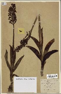 spécimen de Orchis purpurea