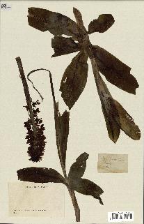 spécimen de Orchis purpurea