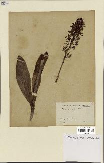 spécimen de Orchis purpurea