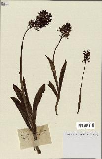 spécimen de Orchis purpurea