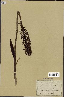 spécimen de Orchis purpurea