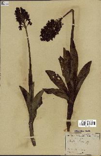 spécimen de Orchis purpurea