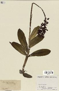 spécimen de Orchis purpurea