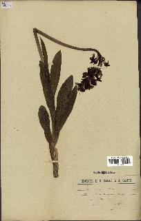 spécimen de Orchis purpurea