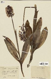 spécimen de Orchis purpurea