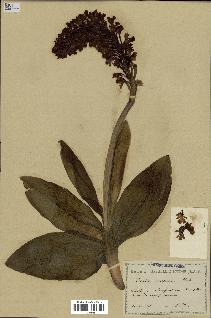 spécimen de Orchis purpurea