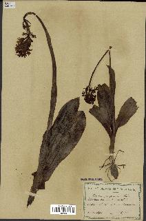 spécimen de Orchis purpurea