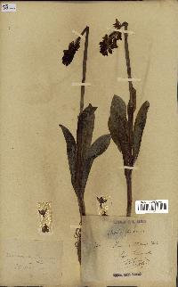 spécimen de Orchis purpurea