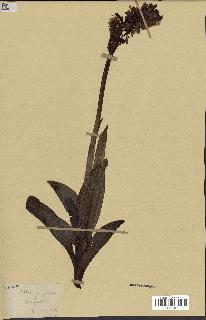 spécimen de Orchis purpurea