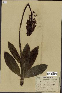 spécimen de Orchis purpurea