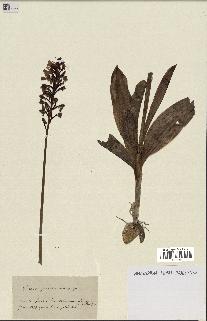 spécimen de Orchis purpurea