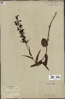 spécimen de Epipactis helleborine