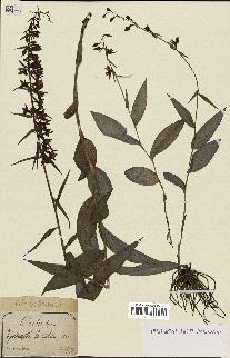 spécimen de Epipactis helleborine