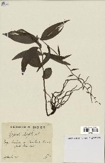 spécimen de Epipactis helleborine