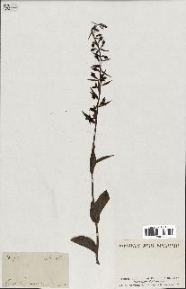 spécimen de Epipactis helleborine
