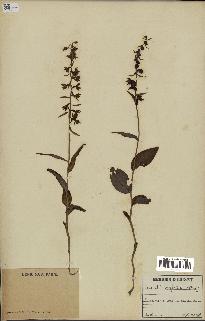 spécimen de Epipactis helleborine