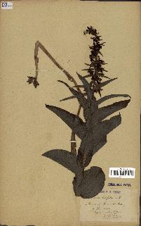 spécimen de Epipactis helleborine
