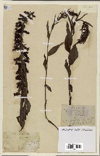 spécimen de Epipactis helleborine