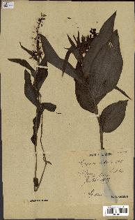 spécimen de Epipactis helleborine