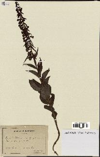 spécimen de Epipactis helleborine