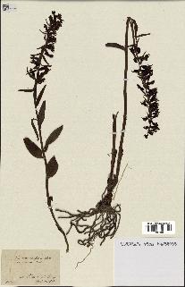 spécimen de Epipactis helleborine