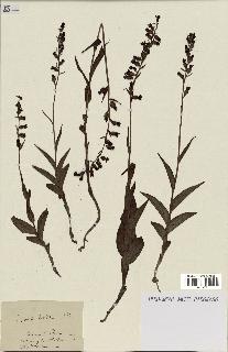 spécimen de Epipactis helleborine