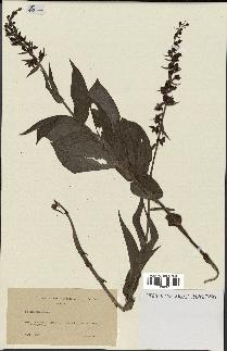 spécimen de Epipactis helleborine